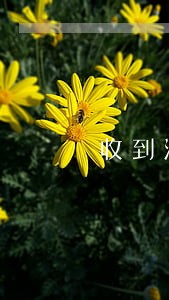 收到法院传票多久之后才会被开庭 收到法院传票多久之后才会被开庭