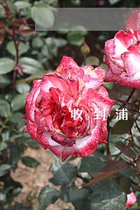 收到浦发银行逾期告知书 收到浦发银行逾期告知书