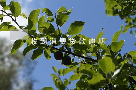 收到消费贷款逾期 收到消费贷款逾期