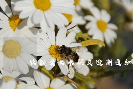 收到爱又米朋友逾期通知 收到爱又米朋友逾期通知