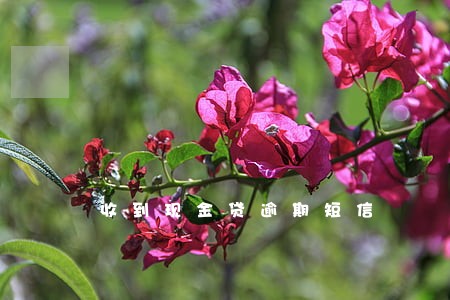 收到现金贷逾期短信 收到现金贷逾期短信