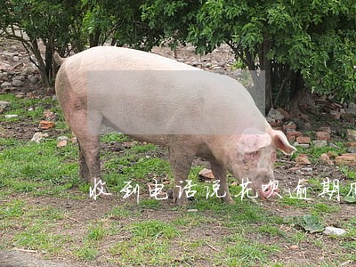 收到电话说花呗逾期几年了 收到电话说花呗逾期几年了