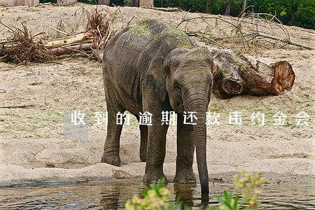 收到的逾期还款违约金会计处理 收到的逾期还款违约金会计处理