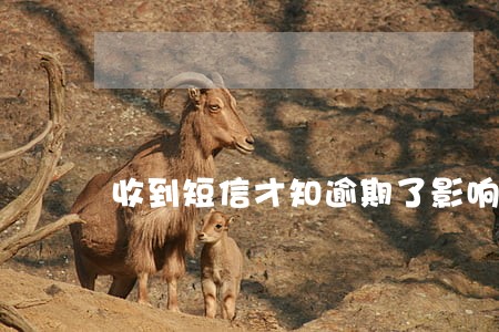 收到短信才知逾期了影响征信 收到短信才知逾期了影响征信