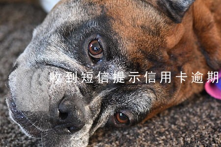收到短信提示信用卡逾期
