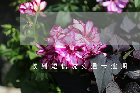 收到短信说交通卡逾期 收到短信说交通卡逾期