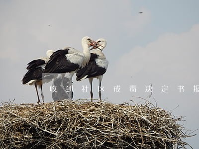 收到社区戒毒决定书报道逾期了