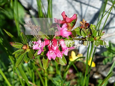 收到米房的逾期信息 收到米房的逾期信息