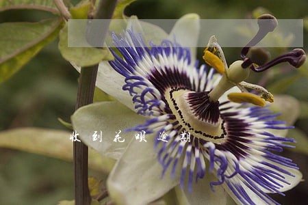 收到花呗逾期 收到花呗逾期
