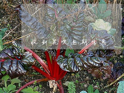 收到花呗逾期信息 收到花呗逾期信息
