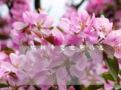 收到车贷逾期信息 收到车贷逾期信息