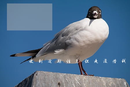 收到逾期信息但是没借钱
