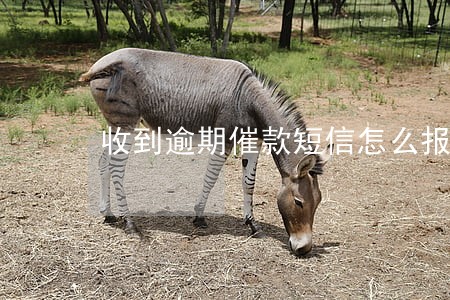 收到逾期催款短信怎么报案