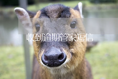 收到逾期管家短信