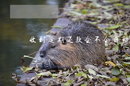收到逾期还款会不会自动扣 收到逾期还款会不会自动扣