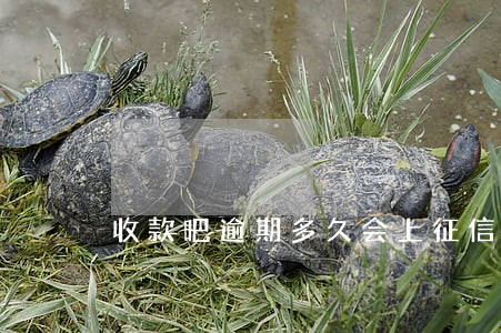 收款吧逾期多久会上征信