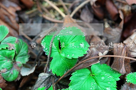 收留流浪汉当工人违法吗 收留流浪汉当工人违法吗