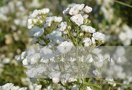 收花呗逾期催告函信息 收花呗逾期催告函信息