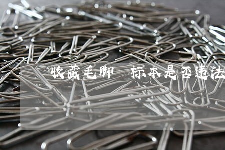 收藏毛脚鵟标本是否违法