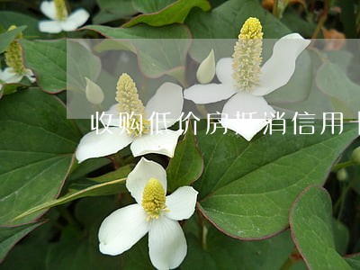 收购低价房抵消信用卡逾期账 收购低价房抵消信用卡逾期账