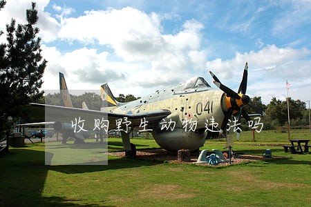 收购野生动物违法吗 收购野生动物违法吗
