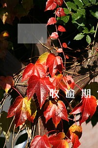 收逾期付款利息会计分录 收逾期付款利息会计分录