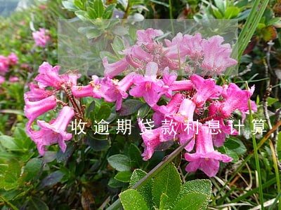 收逾期贷款利息计算 收逾期贷款利息计算
