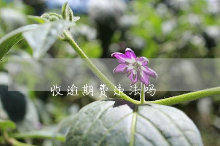 收逾期费违法吗 收逾期费违法吗