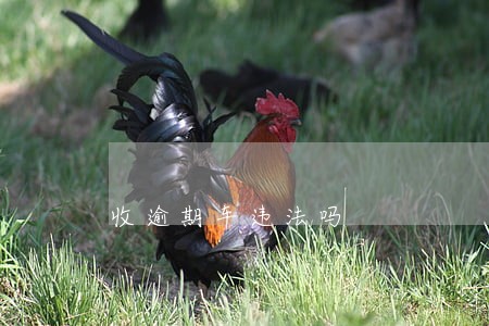 收逾期车违法吗 收逾期车违法吗