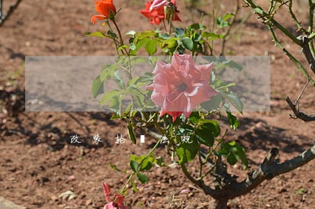 改装轮毂法规 改装轮毂法规