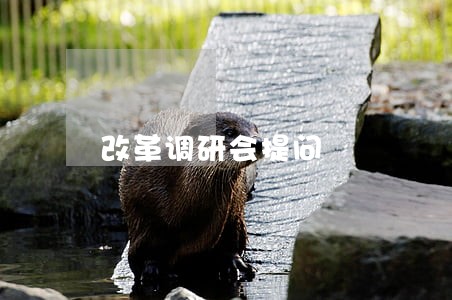 改革调研会提问 改革调研会提问