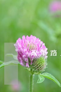 改革路上人民法院阔步前行 改革路上人民法院阔步前行