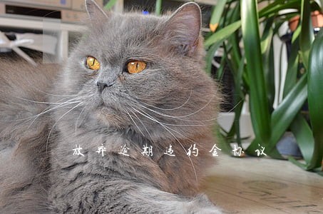 放弃逾期违约金协议 放弃逾期违约金协议