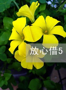 放心借500逾期了三个月 放心借500逾期了三个月