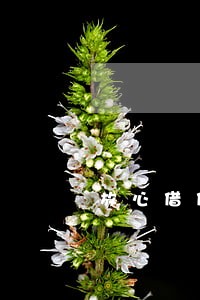 放心借借款逾期一天怎么办