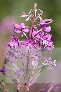 放心借有欠款逾期还能做头条吗 放心借有欠款逾期还能做头条吗