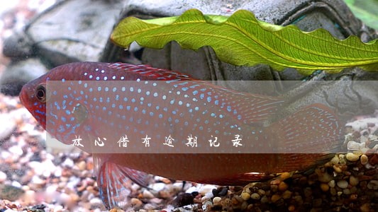 放心借有逾期记录 放心借有逾期记录