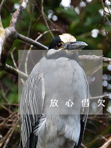 放心借欠款两千逾期半个月 放心借欠款两千逾期半个月