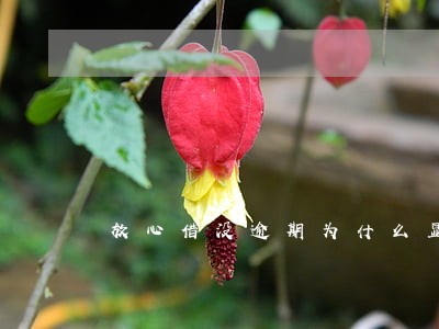 放心借没逾期为什么显示逾期 放心借没逾期为什么显示逾期