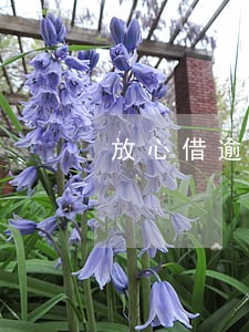 放心借逾期一年可以只还本金吗 放心借逾期一年可以只还本金吗