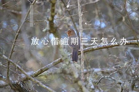 放心借逾期三天怎么办 放心借逾期三天怎么办