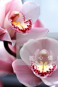 放心借逾期两天有事吗 放心借逾期两天有事吗