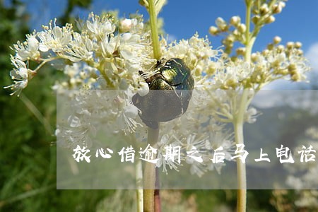 放心借逾期之后马上电话催款 放心借逾期之后马上电话催款
