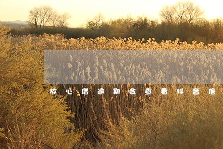 放心借逾期会查看抖音信息吗 放心借逾期会查看抖音信息吗