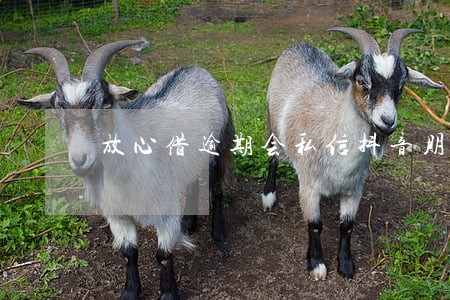 放心借逾期会私信抖音朋友吗 放心借逾期会私信抖音朋友吗