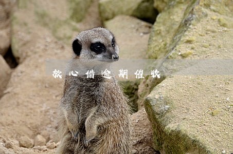 放心借逾期催收 放心借逾期催收