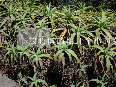 放心借逾期几个小时会上征信吗 放心借逾期几个小时会上征信吗