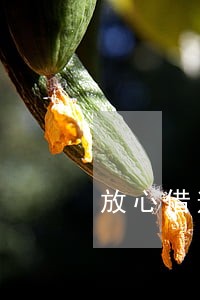 放心借逾期半年还能再借吗 放心借逾期半年还能再借吗