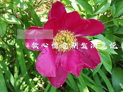 放心借逾期发消息说要去公司 放心借逾期发消息说要去公司