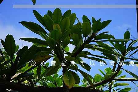 放心借逾期可以协商减免 放心借逾期可以协商减免